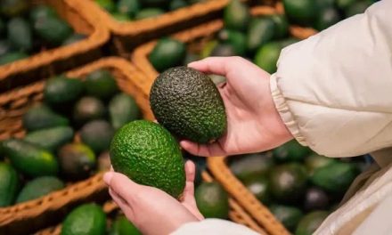 Denuncian comerciantes que precio del aguacate aumentó 40% por la violencia