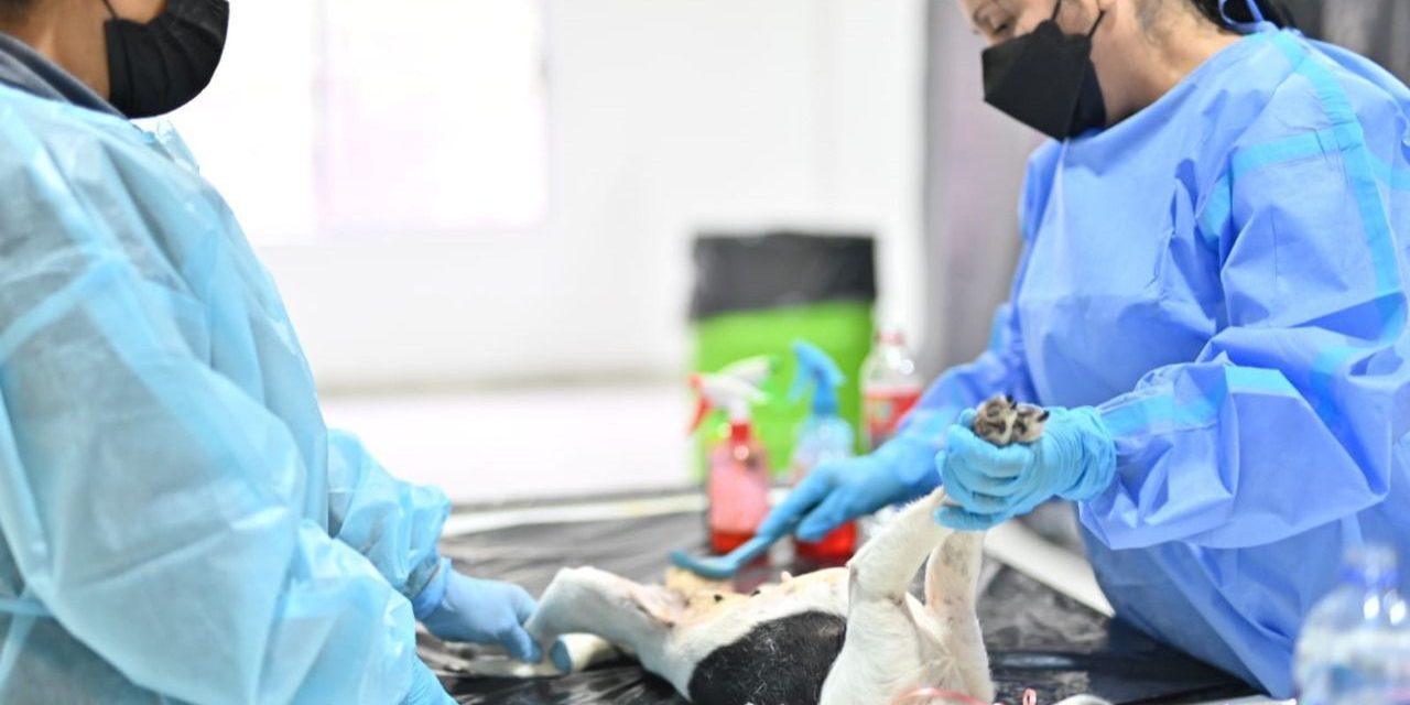 Fortalecen campaña de esterilización de mascotas en Acuña