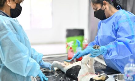 Fortalecen campaña de esterilización de mascotas en Acuña