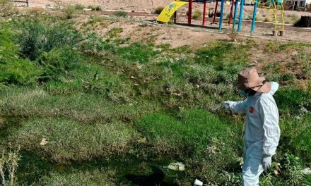 Salud Municipal de Torreón realiza acciones contra mosquitos