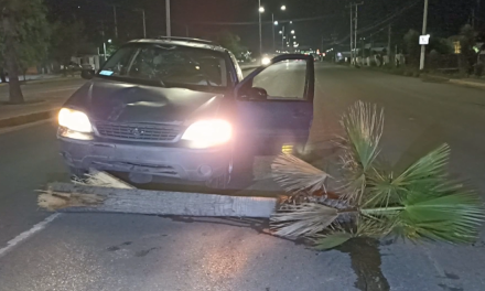 Saltillo: Derriba palmera tras derrapar, ebrio no pudo controlar su vehículo