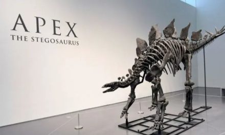 Subastan esqueleto de estegosaurio por más de 44 millones de dólares