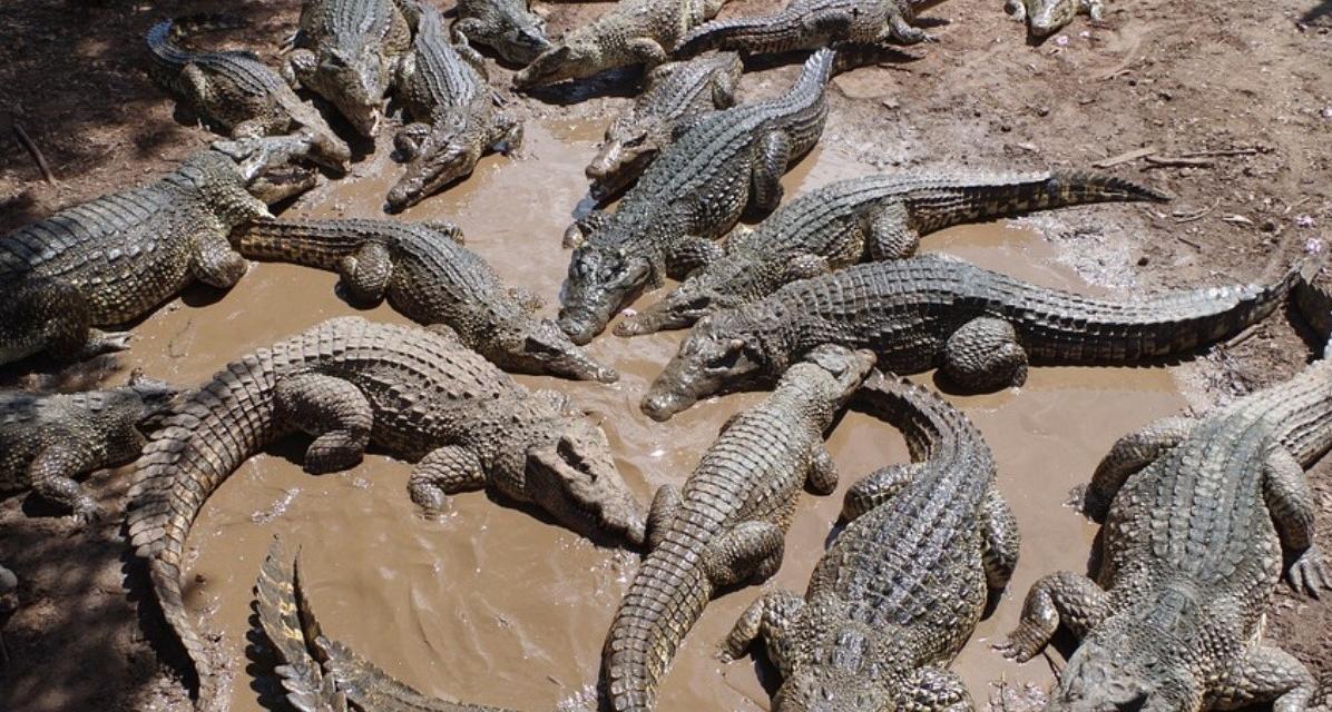 Proponen enviar cocodrilos a Monterrey ante sobrepoblación en Tamaulipas