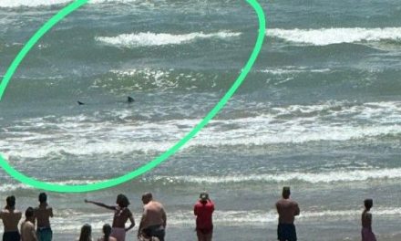 Video: Mujer es atacada por un tiburón en la Isla del Padre