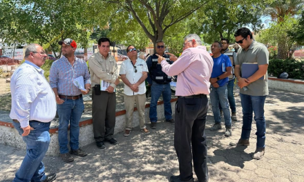 Remplazan árboles enfermos de la plaza ‘Benjamín Canales’ en Acuña