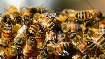 Denuncian muerte masiva de abejas y pérdidas millonarias en Yucatán