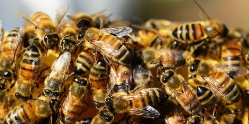 Denuncian muerte masiva de abejas y pérdidas millonarias en Yucatán