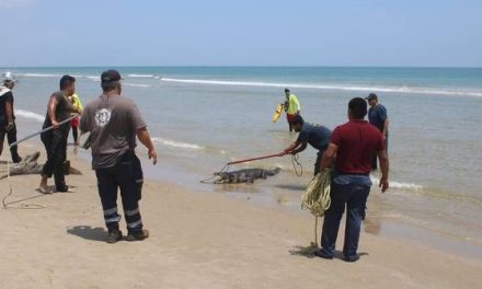 Cocodrilo desata el terror entre bañistas de Playa Miramar en Ciudad Madero, Tamaulipas
