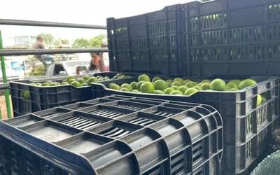 Extorsión afecta el precio del limón en México; afirma AMLO