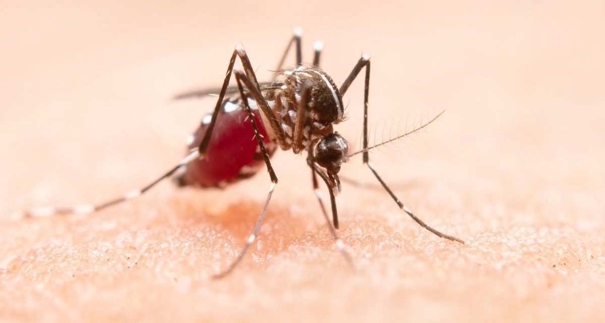 ¿Qué es el virus mortal de Chandipura, cómo se transmite y cuáles son sus síntomas?