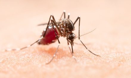 ¿Qué es el virus mortal de Chandipura, cómo se transmite y cuáles son sus síntomas?