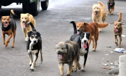 Alertan por golpes de calor en mascotas en la región Carbonífera