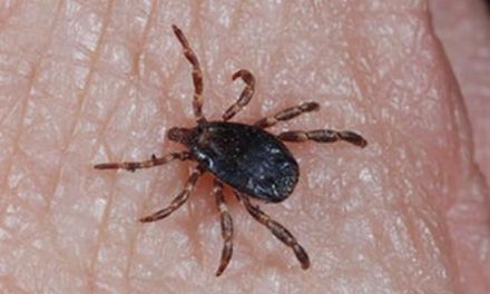 Hermanitos mueren por la picadura de una garrapata en Nuevo León