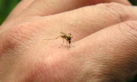 Casos de dengue se duplican en la región Centro del estado