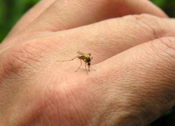 Casos de dengue se duplican en la región Centro del estado