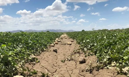 Federación concluye sexenio sin apoyar al campo coahuilense