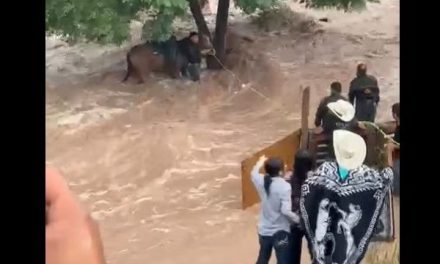 Joven casi pierde la vida al rescatar a un caballo de una corriente de agua en ejido de Saltillo