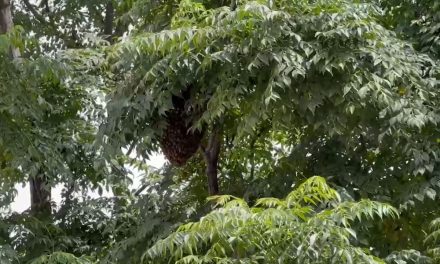 Enjambre de abejas sorprende a alumnos de primaria en Saltillo
