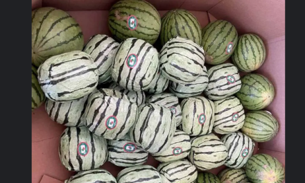 Incauta EU 5 millones de dólares en ‘narcosandías’ procedentes de México