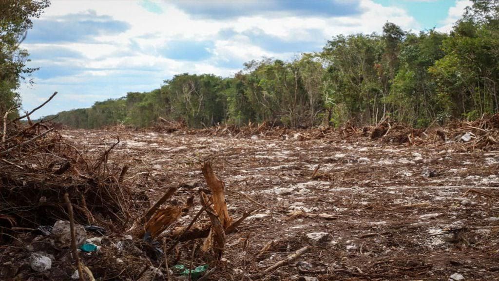 219 hectáreas de la selva son taladas para extracción de materiales del Tren Maya