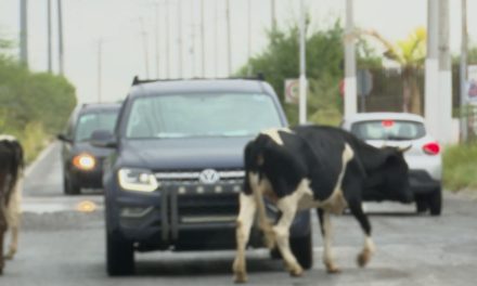 Vacas pasean plenamente en vialidades al norte de Saltillo