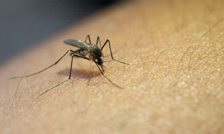 Casos de dengue en Monclova se mantienen al alza
