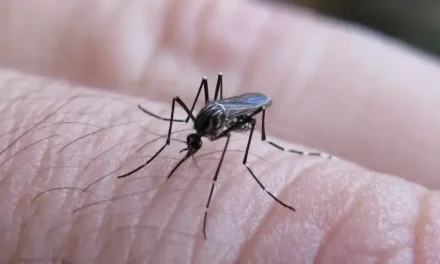 Suman 327 casos de dengue en la región sureste de Coahuila