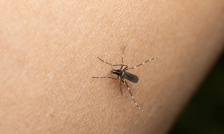 Dengue no da tregua en el estado; suman 400 casos
