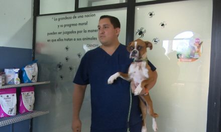 Saltillo: Hermosa perrita bóxer busca familia; se recupera después de haber sido abandonada