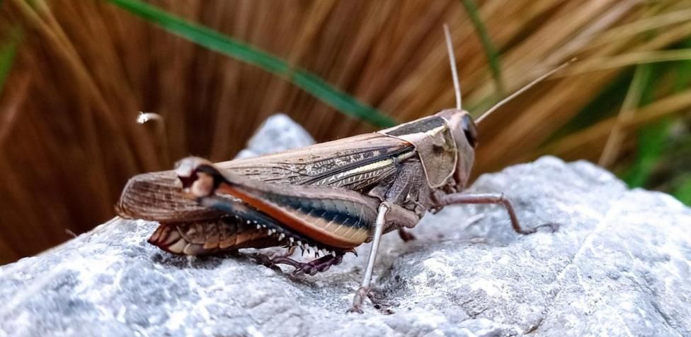 Alerta por plaga de langostas en México y Centroamérica