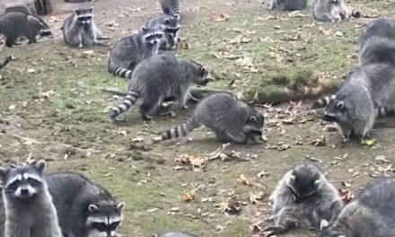 Mapaches hambrientos invaden una casa y la dueña tiene que abandonar su hogar (video)