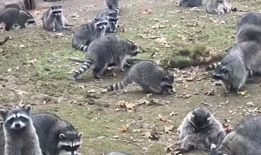 Mapaches hambrientos invaden una casa y la dueña tiene que abandonar su hogar (video)