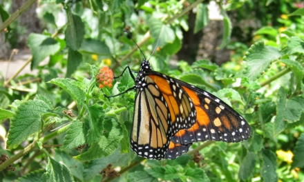 Documentan el paso de la mariposa Monarca en la región Carbonífera