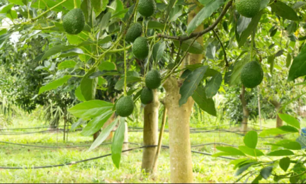 Cultivo de aguacate en Veracruz genera interés en grupos delictivos
