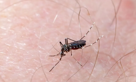 Puebla registra 12 nuevos casos de dengue en 24 horas