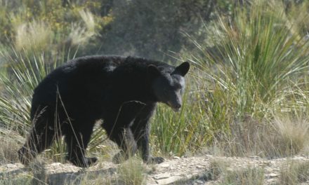 Lluvias evitaron que la fauna silvestre ingresara a poblaciones en la región Carbonífera