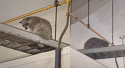 Comerciantes del mercado de Tampico denuncian plaga de mapaches