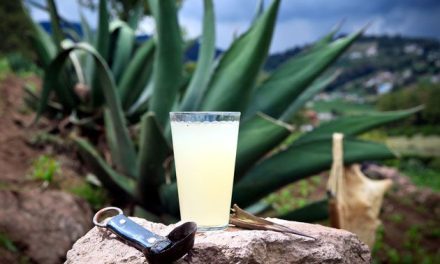 Proponen declarar el proceso de elaboración del pulque como Patrimonio Cultural en Hidalgo
