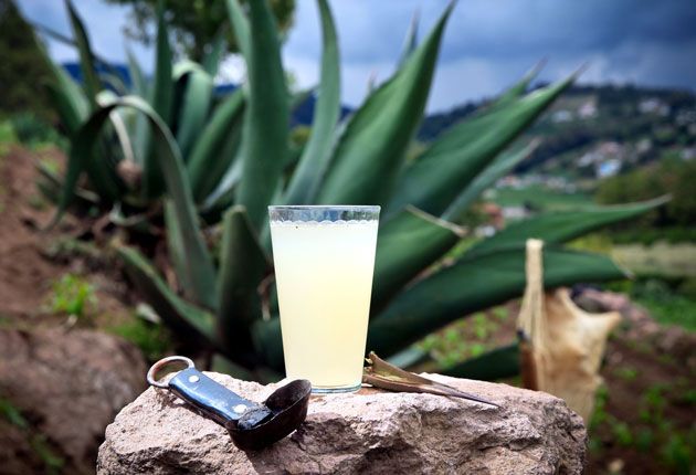 Proponen declarar el proceso de elaboración del pulque como Patrimonio Cultural en Hidalgo
