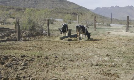 Ganaderos sufren el cierre de fronteras de Estados Unidos