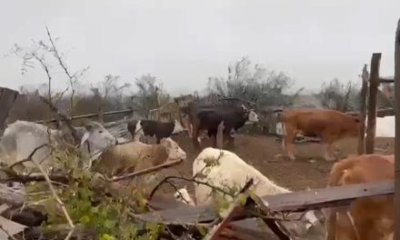 Poco el impacto del cierre de la frontera al ganado mexicano