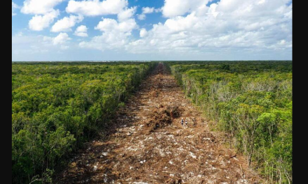 Greenpeace cuestiona transparencia del Tren Maya tras su inauguración