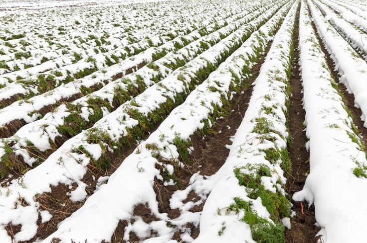 Heladas y sequía afectan al campo de Múzquiz