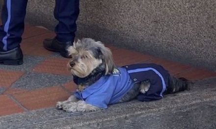 Perrito roba corazones en internet: acompaña a su dueño al trabajo y están vestidos iguales