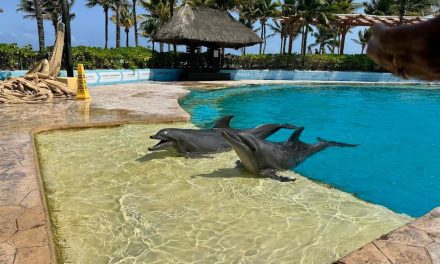 Investigan la muerte de dos delfines en hotel Barceló de la Riviera Maya