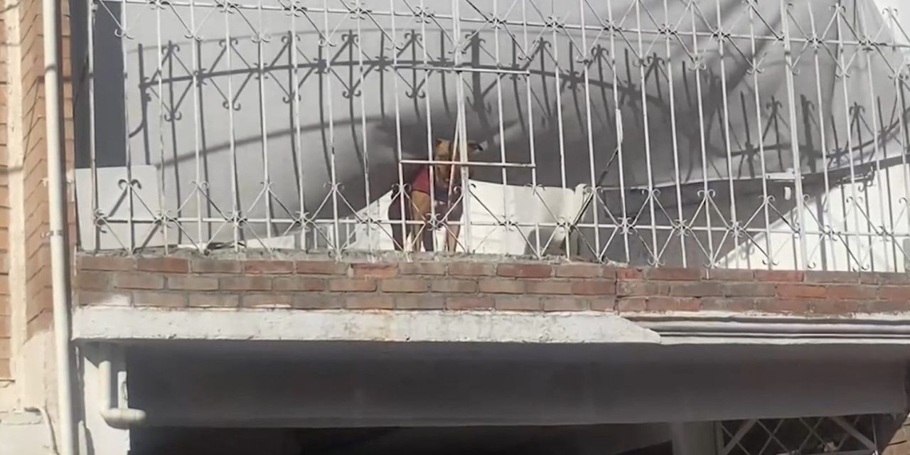 Dormirán a pitbull en Saltillo tras atacar y matar a perritos