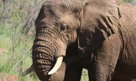 Tragedia en Tailandia: turista española muere tras ataque de un elefante mientras lo bañaba