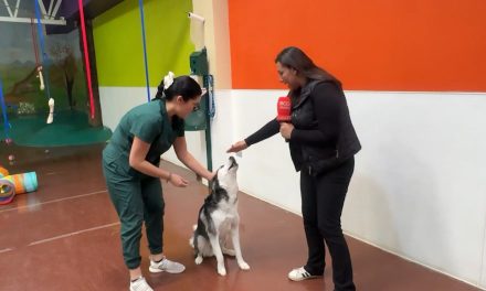 Saltillo: Hotel para perros es una buena opción para quienes salen de vacaciones