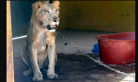 Rescatan a león encadenado en vivienda de Escuinapa, Sinaloa