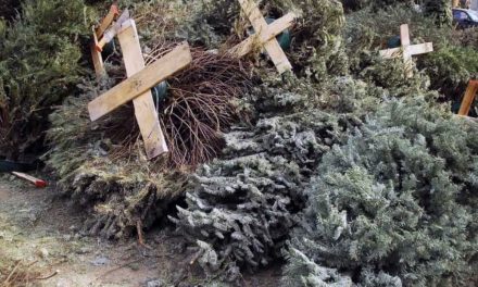 Habilitan centros de acopio para pinos navideños
